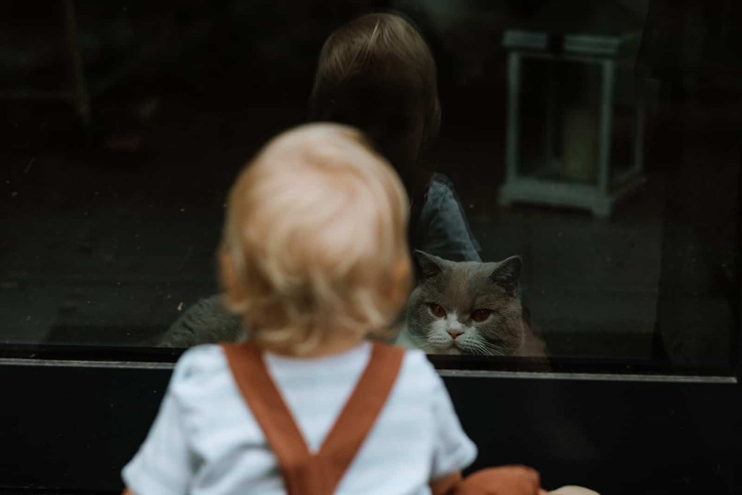 Kinderfoto eines kleinen Jungen mit einer Katze