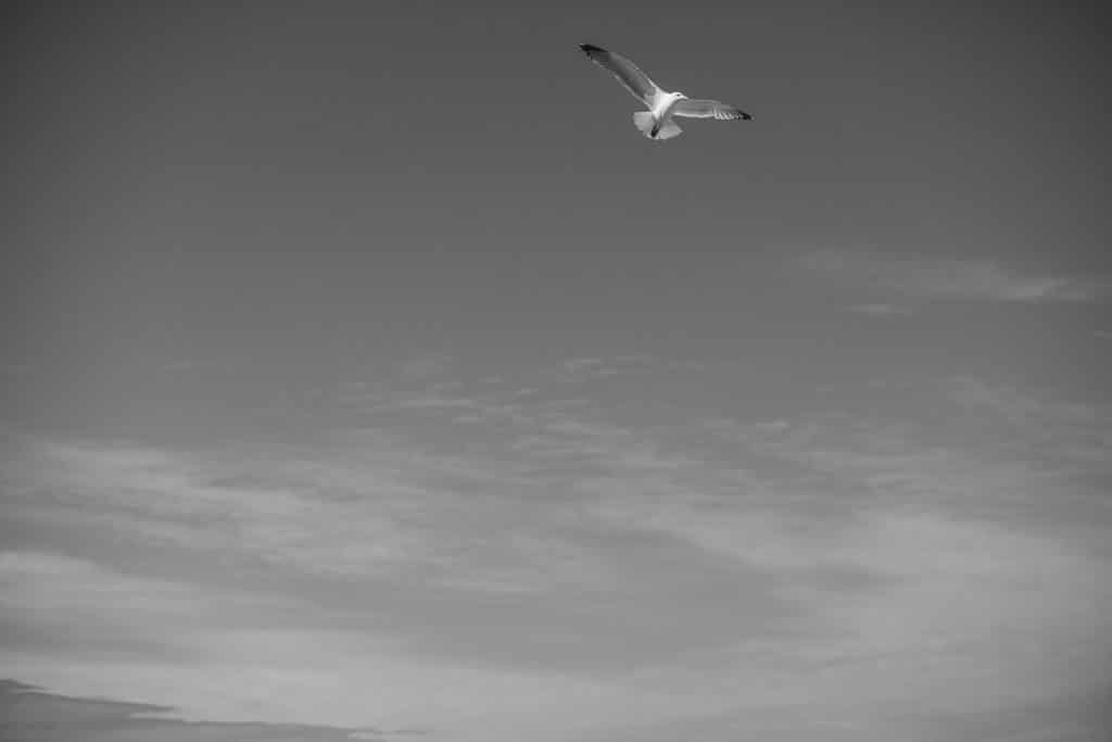 Möwe in der Luft am Strand