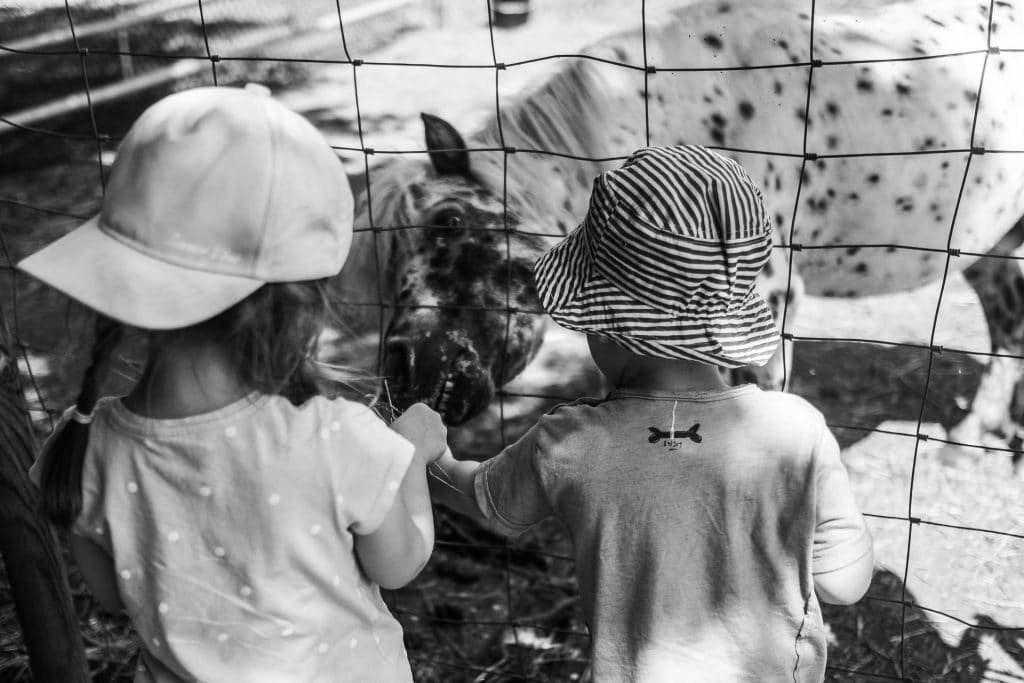 Zwei Kinder füttern ein Pferd