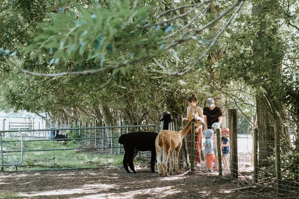 Familie auf einer Alpakafarm